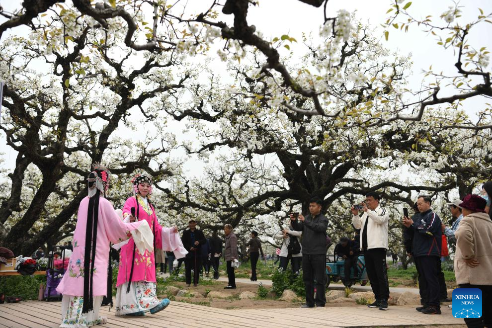 Tourists visit pear garden in Dangshan, E China's Anhui