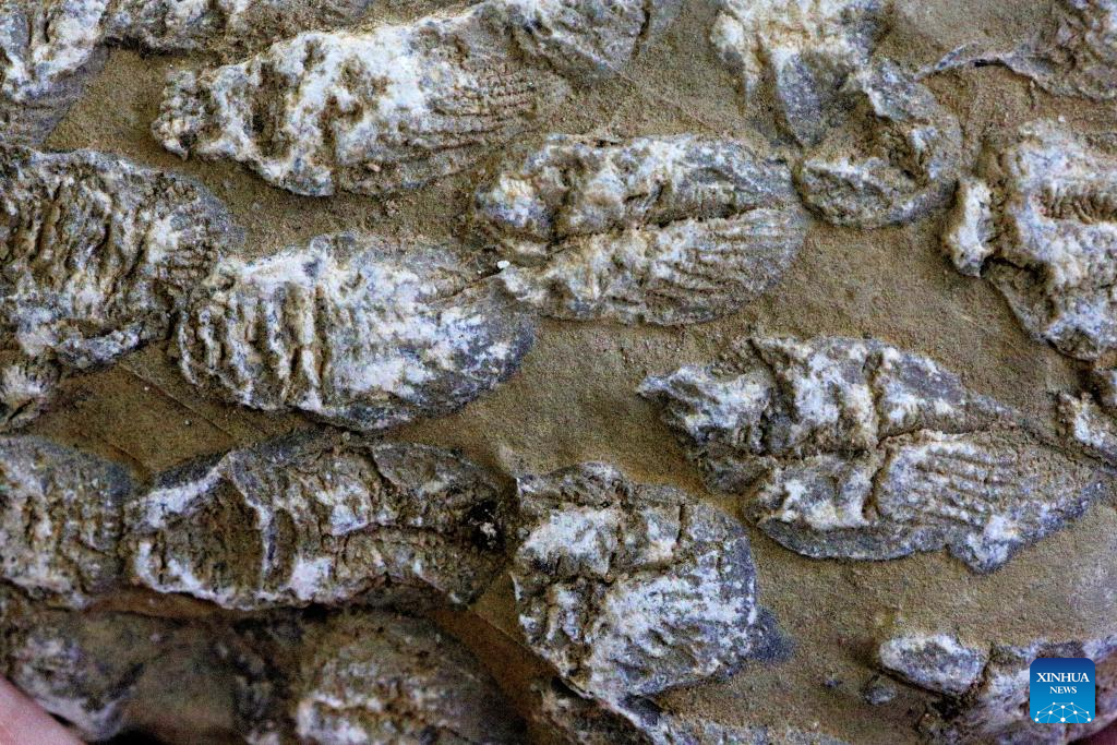 Coral fossils found in central China