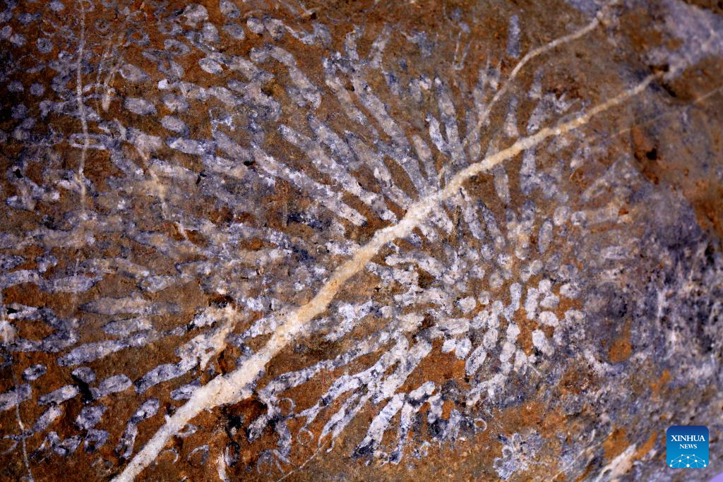 Coral fossils found in central China