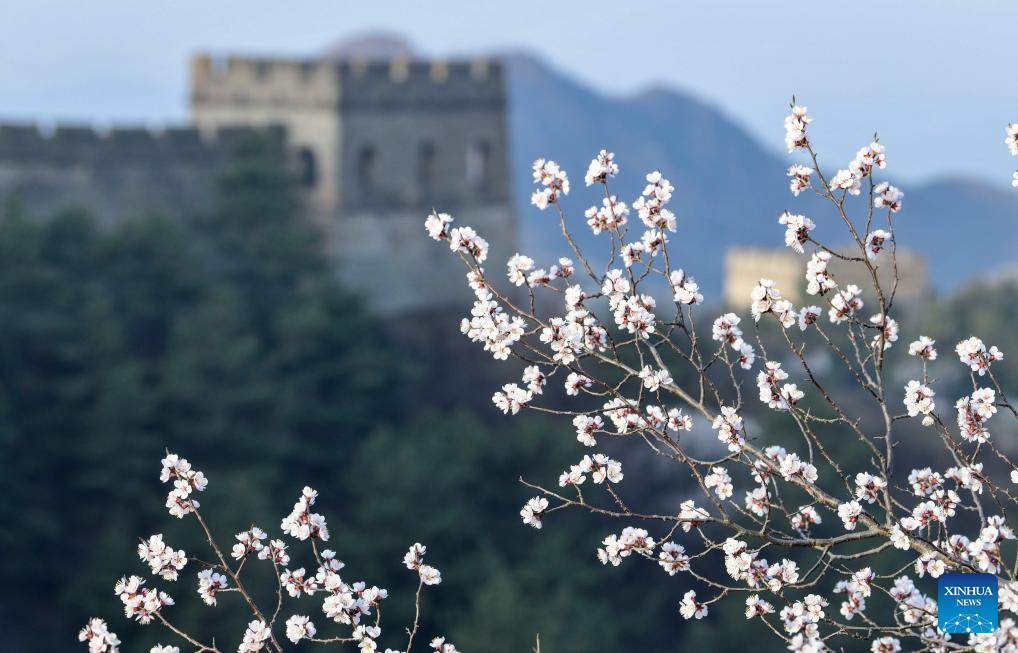 Spring scenery of Great Wall in N China's Hebei