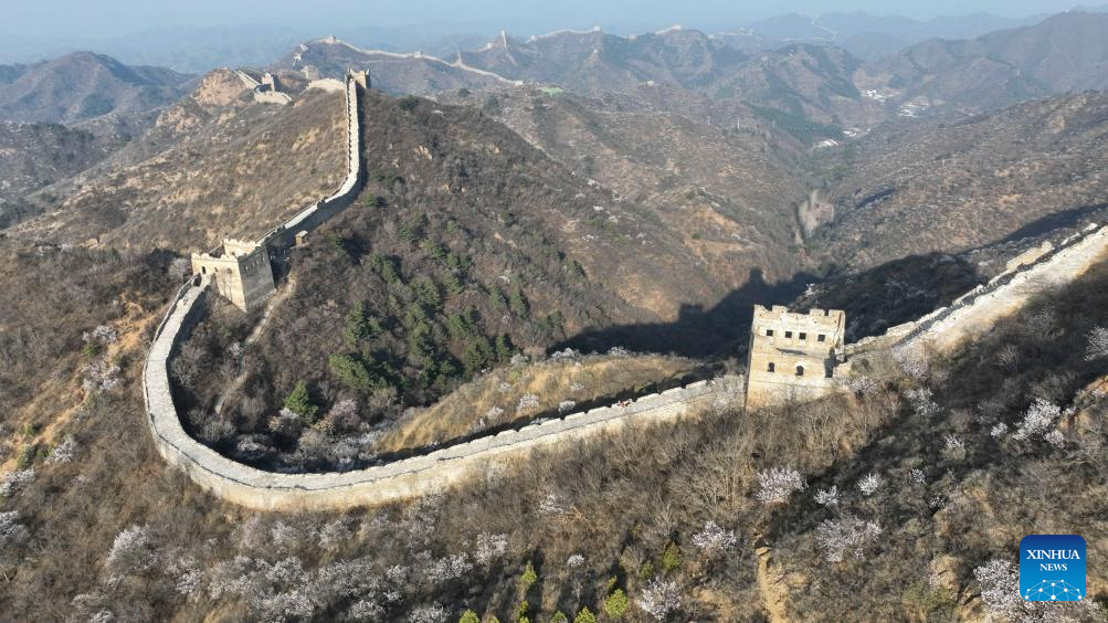 Spring scenery of Great Wall in N China's Hebei