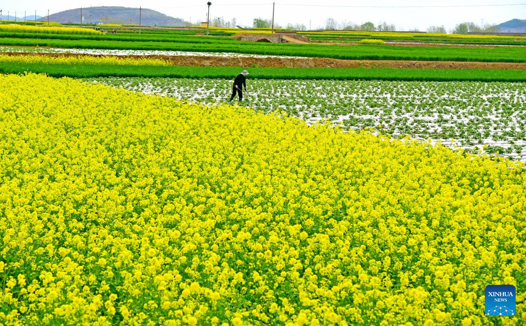 Spring farming in full swing across China during Qingming festival