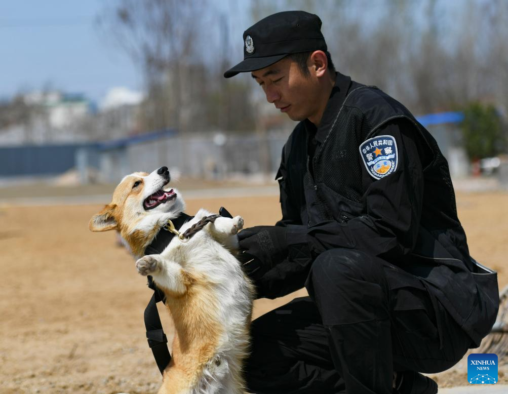 Meet China's first corgi police dog
