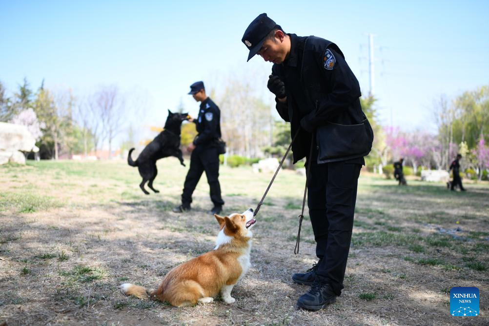 Meet China's first corgi police dog