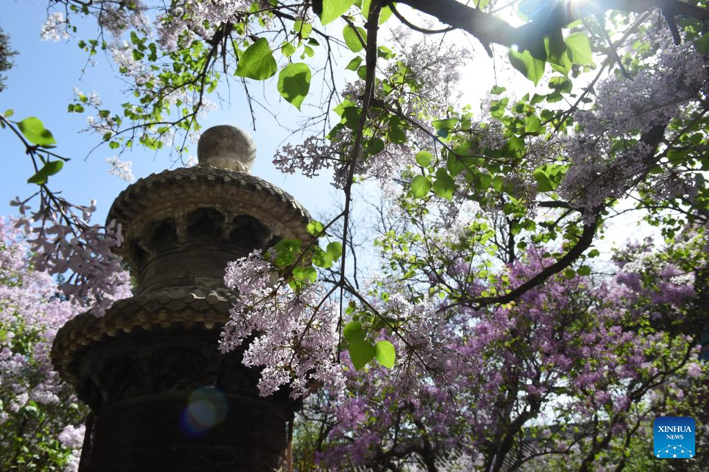 In pics: blooming lilacs at Fayuan Temple in Beijing