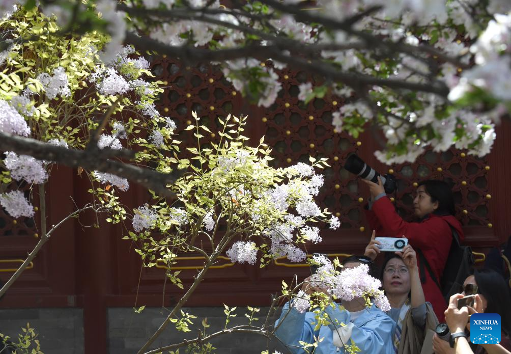 In pics: blooming lilacs at Fayuan Temple in Beijing