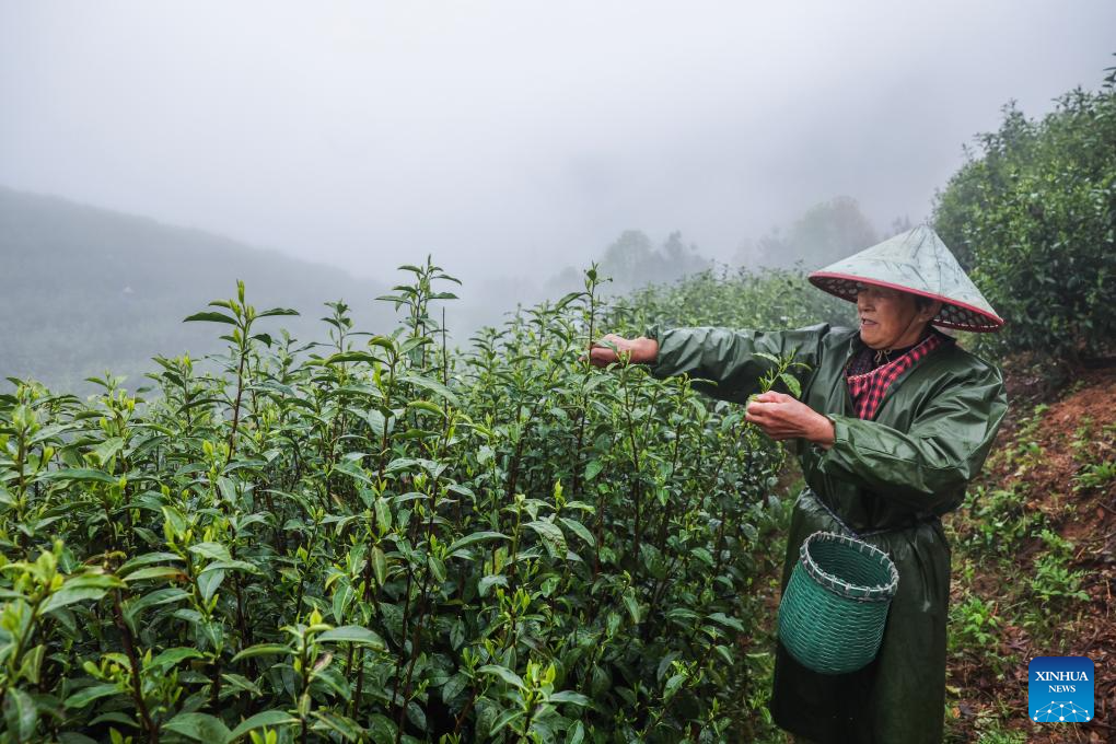 Wuzhou Juyan tea industry booms in E China's Zhejiang