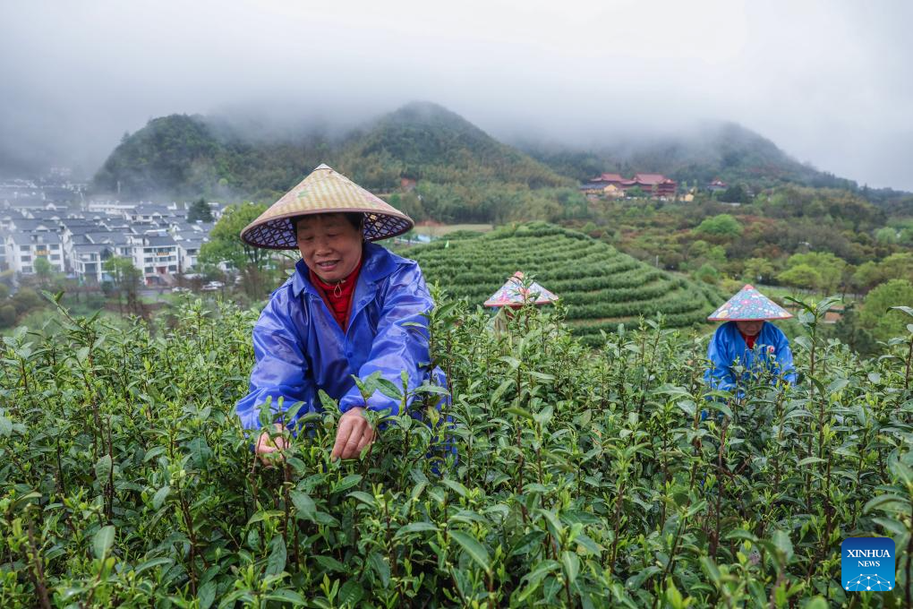 Wuzhou Juyan tea industry booms in E China's Zhejiang