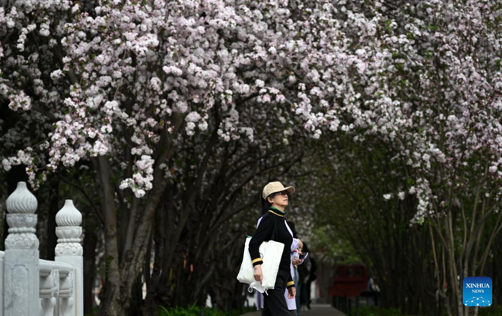 In pics: blooming flowers at Palace Museum in Beijing