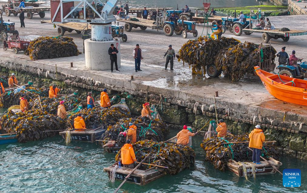 Kelp harvested in Rongcheng, E China