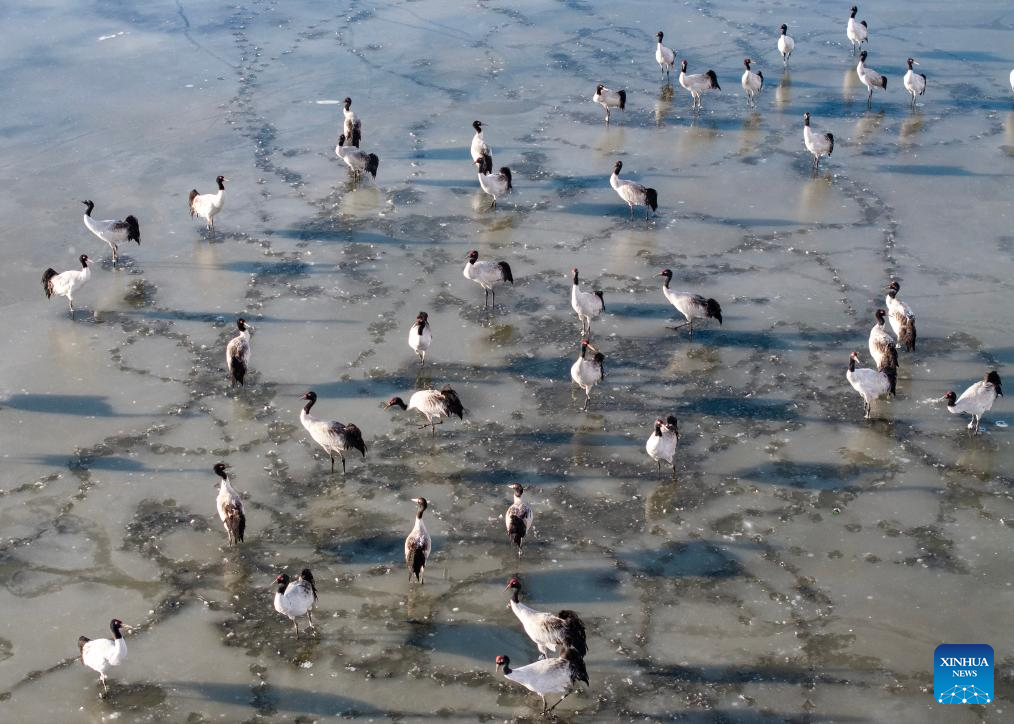 Black-necked cranes spotted at wetland in China's Xizang