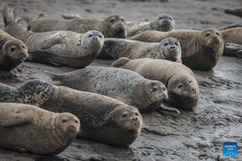 Spotted seals enter active period as temperature rises in NE China