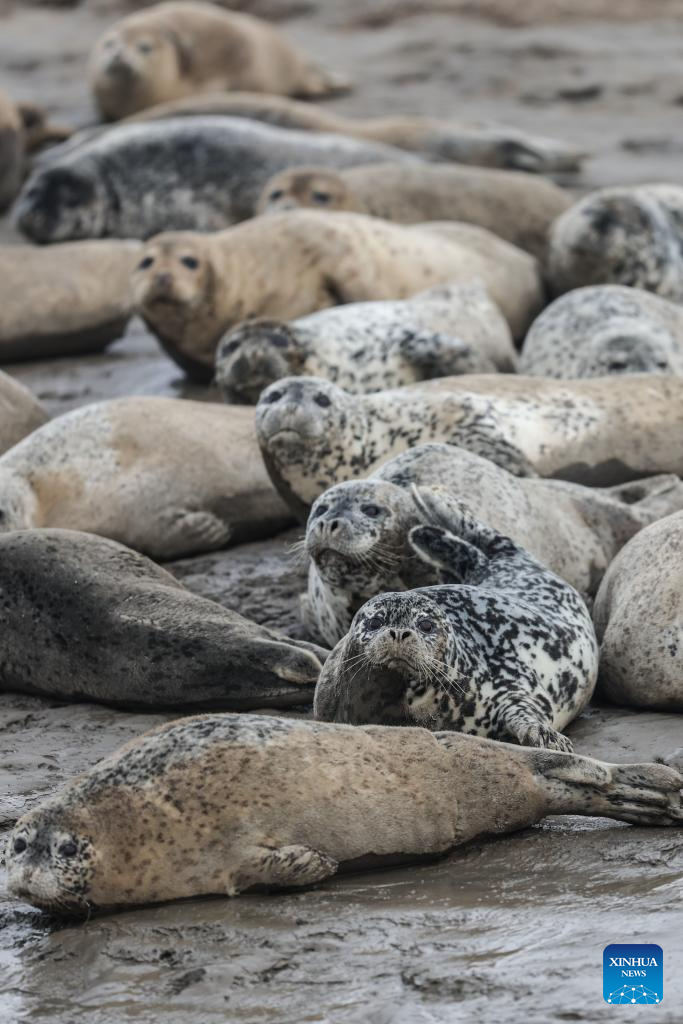 Spotted seals enter active period as temperature rises in NE China