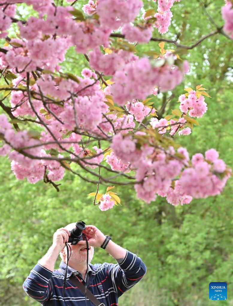 People enjoy cherry blossoms in Berlin