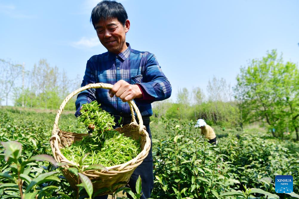 Tea gardens enter harvest season in Anhui, E China