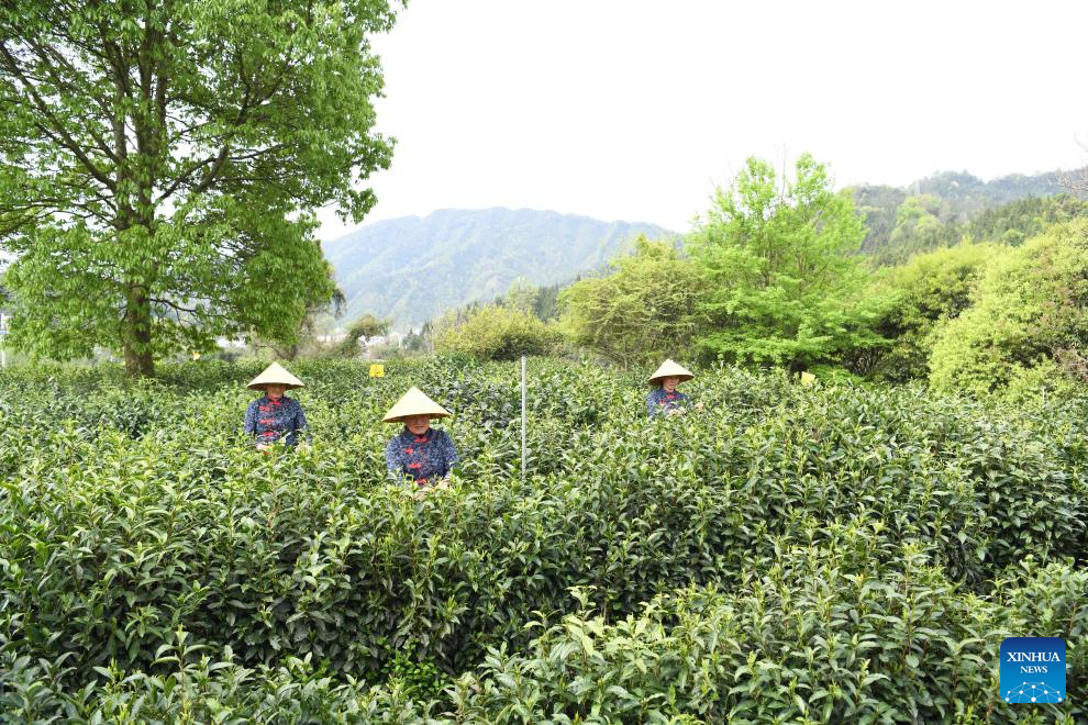 Farmers pick tea leaves at tea garden in Qimen County, E China