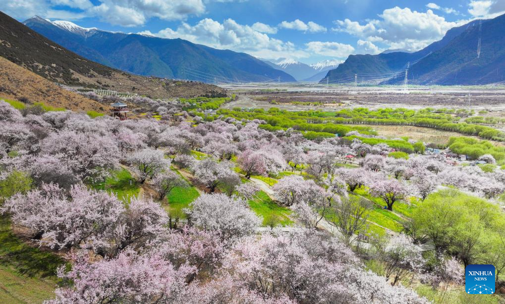 View of blooming flowers in China's Xizang