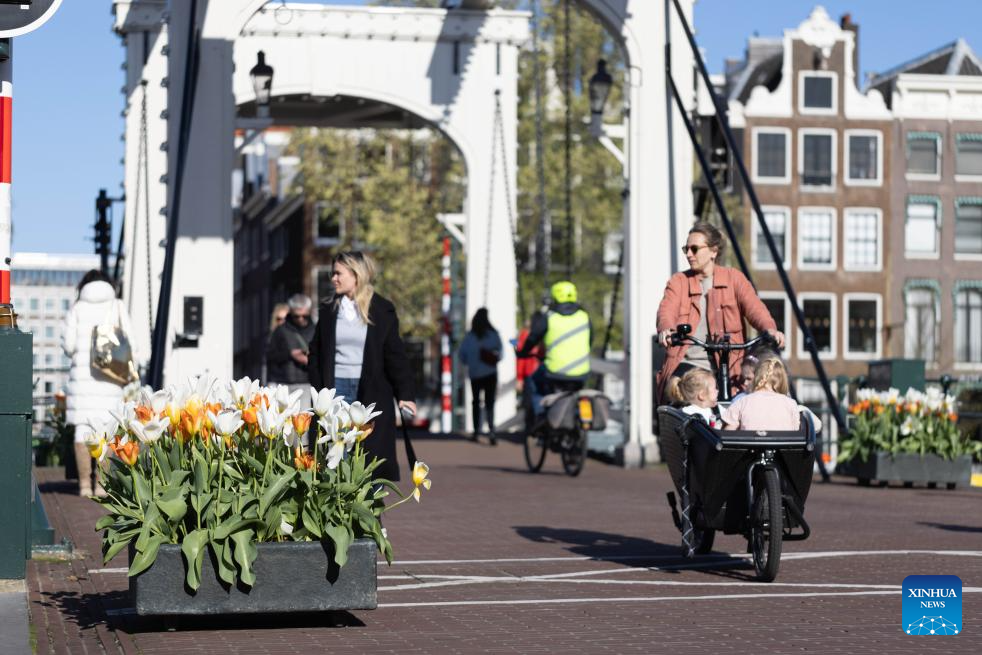 2024 Tulip Festival held in Amsterdam