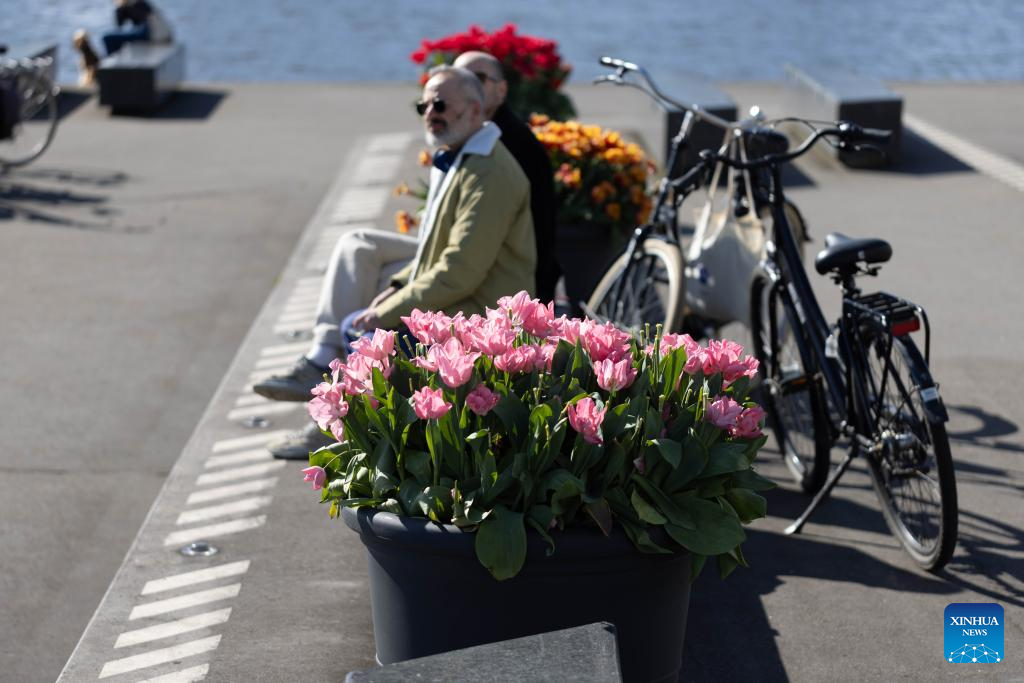 2024 Tulip Festival held in Amsterdam