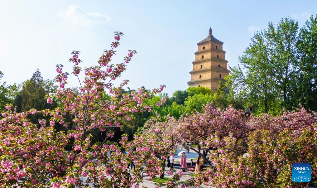 NW China's Xi'an attracts tourists with beauty of flowers and cultural sites