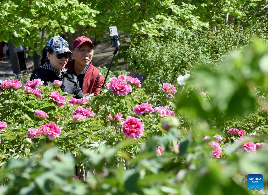 People enjoy blooming peonies at Yuanmingyuan Park in Beijing