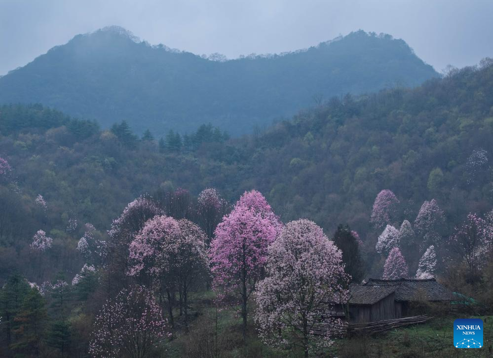 In pics: blooming magnolia flowers in village of SW China's Sichuan