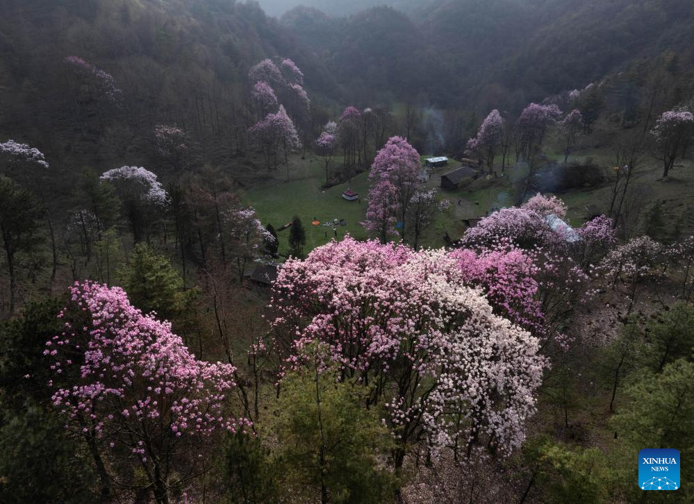 In pics: blooming magnolia flowers in village of SW China's Sichuan