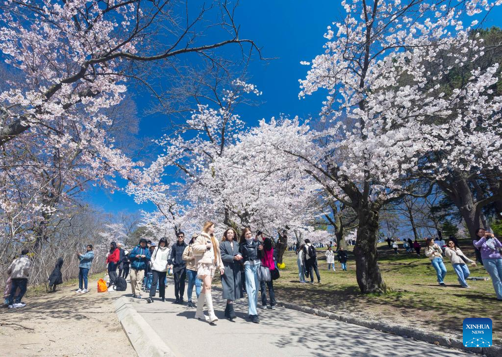 People spend leisure time under cherry blossoms in Toronto