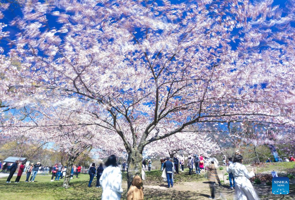 People spend leisure time under cherry blossoms in Toronto