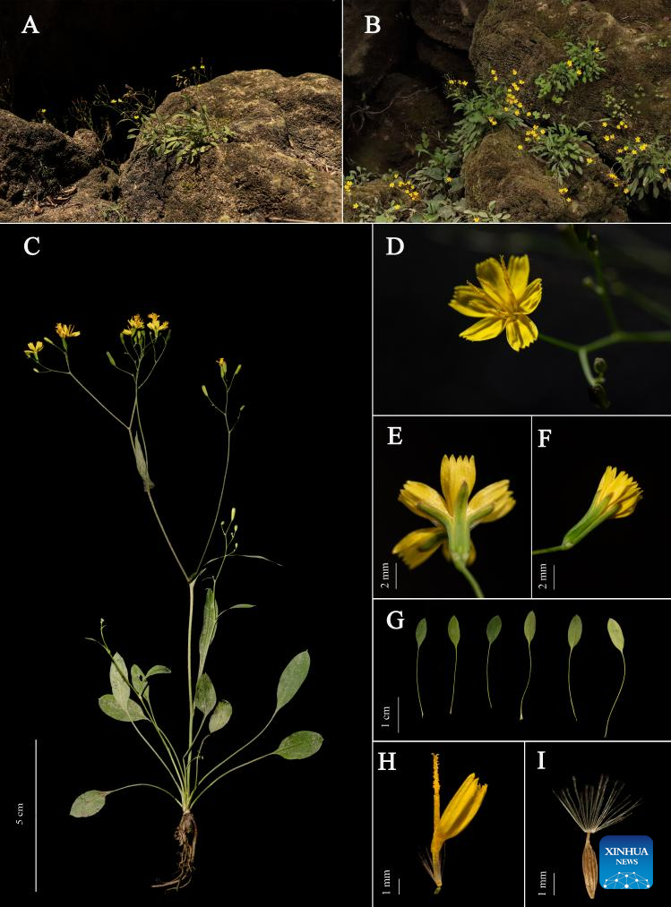 New Asteraceae species discovered in SW China