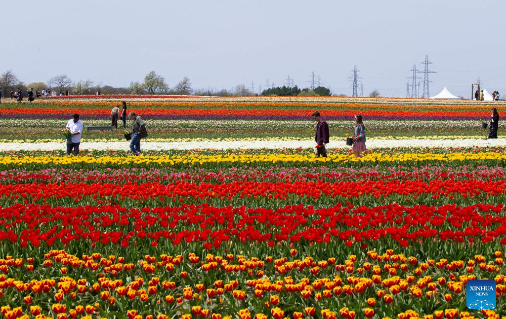 People visit tulip pick farm in Ontario, Canada
