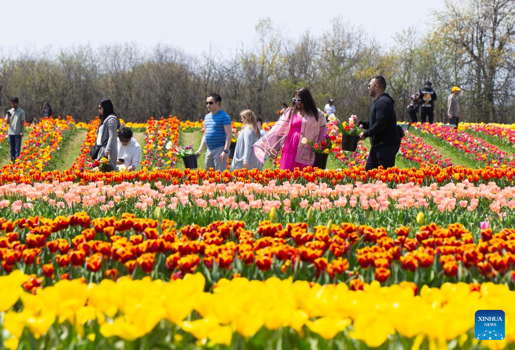 People visit tulip pick farm in Ontario, Canada