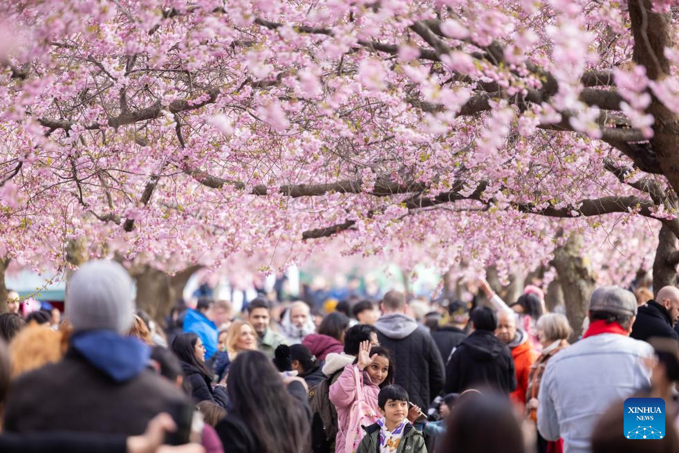 People enjoy cherry blossoms in Stockholm