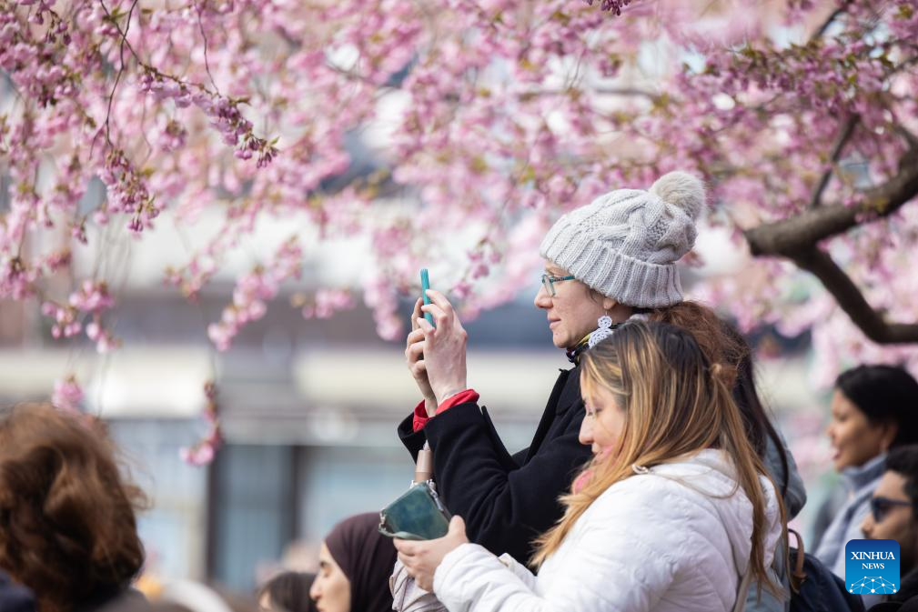 People enjoy cherry blossoms in Stockholm