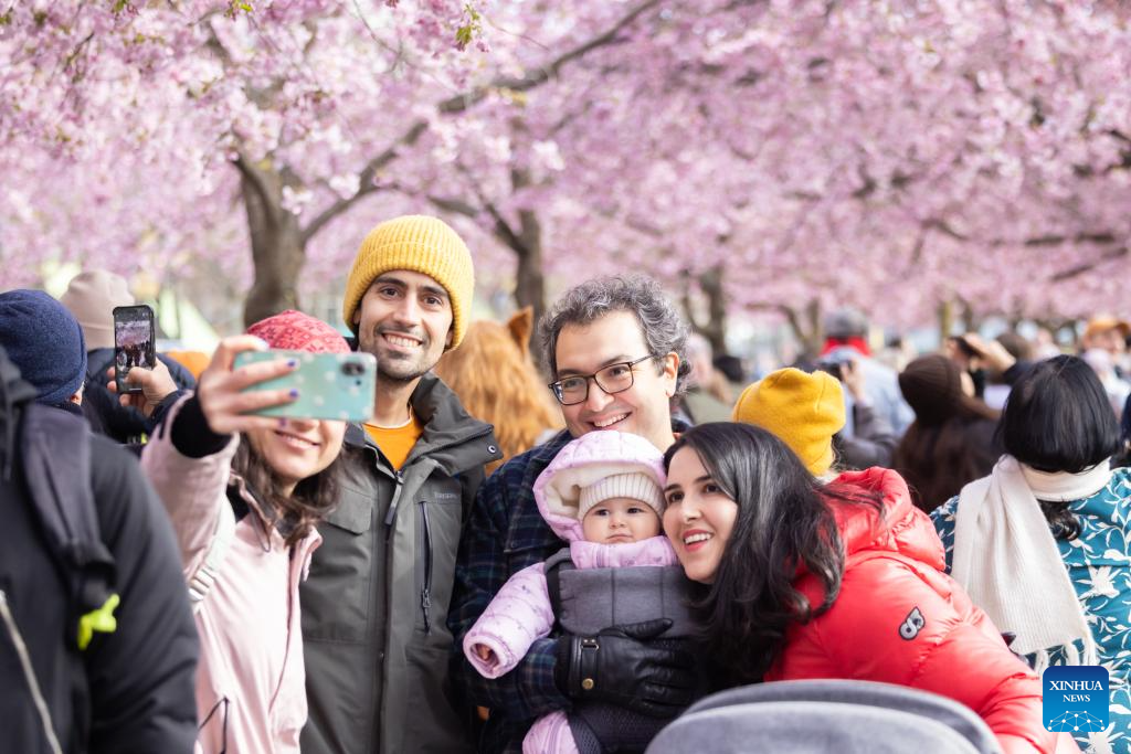 People enjoy cherry blossoms in Stockholm