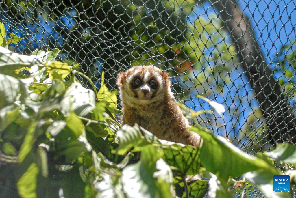 Javan slow lorises released to wild after receiving treatment in Indonesia