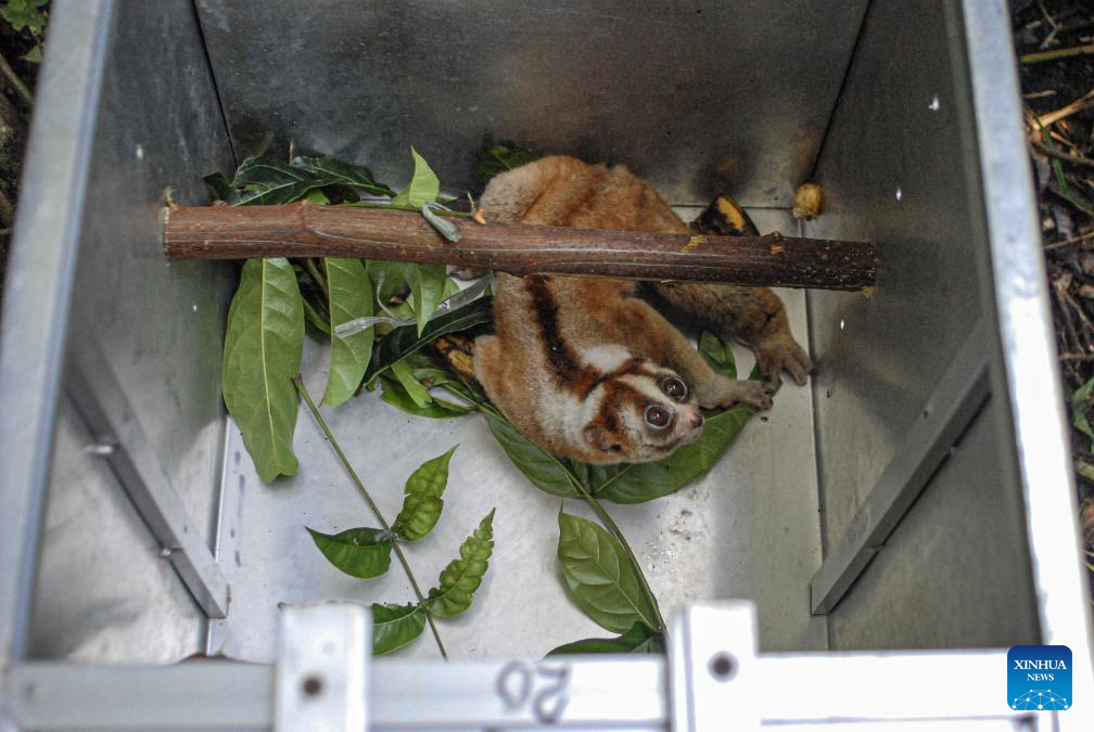 Javan slow lorises released to wild after receiving treatment in Indonesia