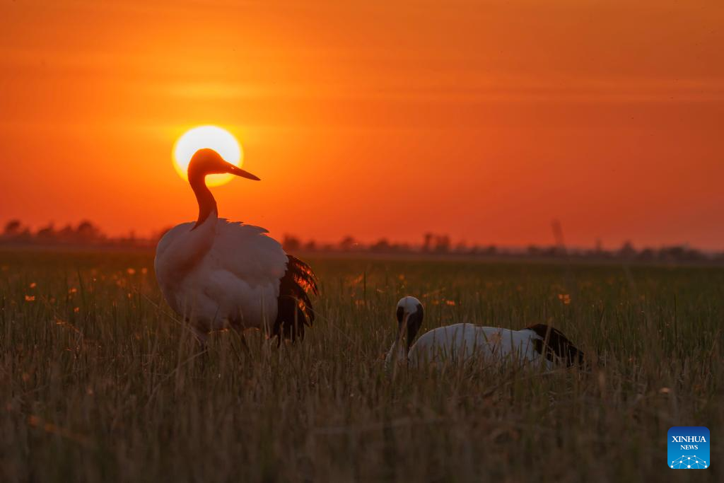 Red-crowned cranes enter breeding season in NE China