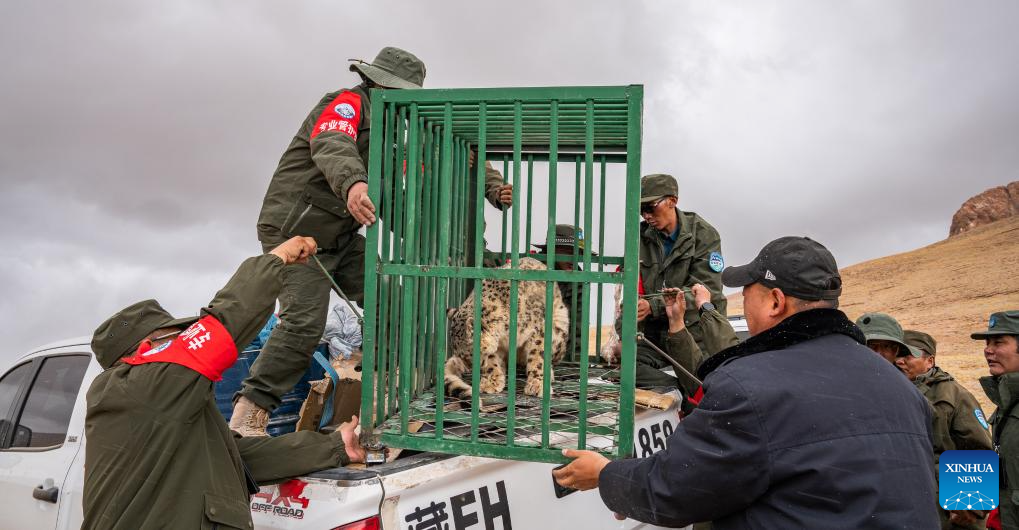 Snow leopard released into wild in Xizang
