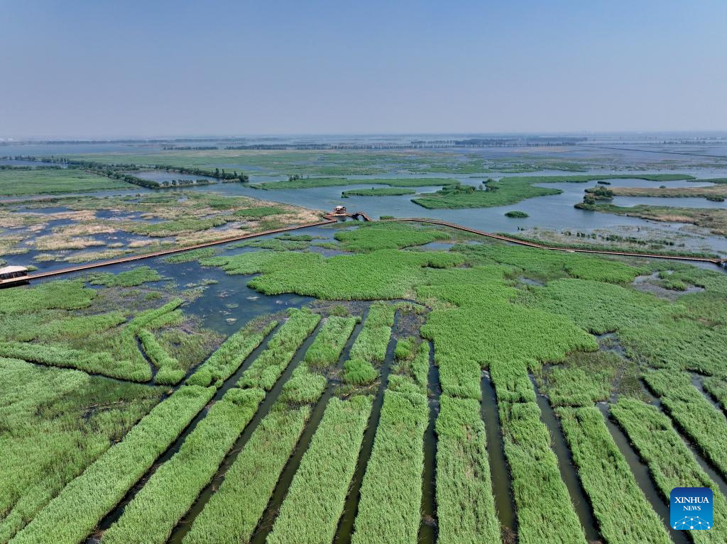 Water quality of Baiyangdian Lake in north China improves after protection activities