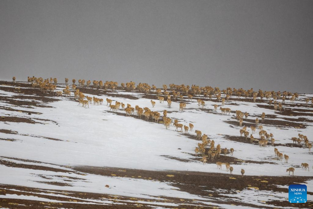 In pics: migration of pregnant Tibetan antelopes in Xizang