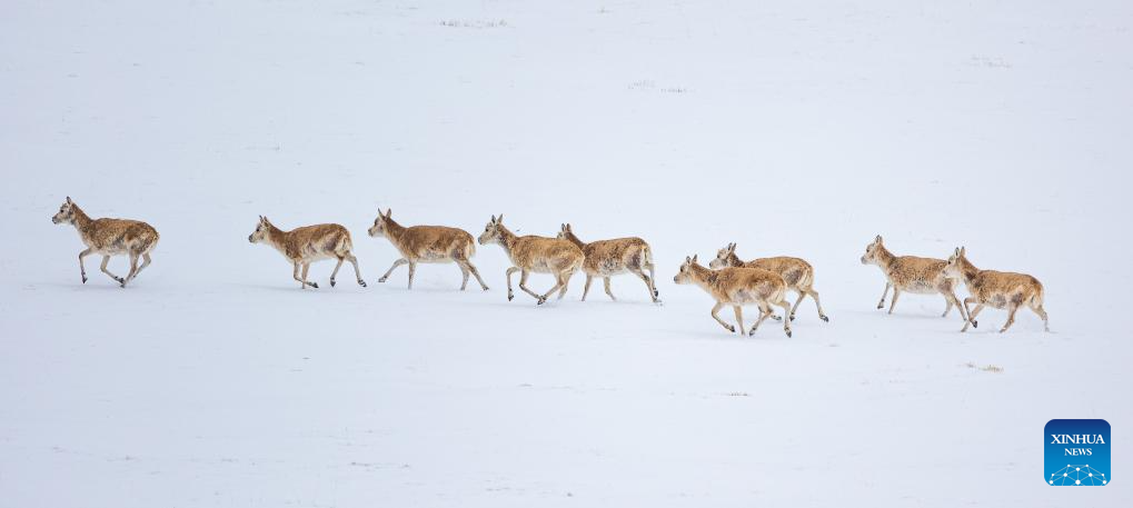 In pics: migration of pregnant Tibetan antelopes in Xizang