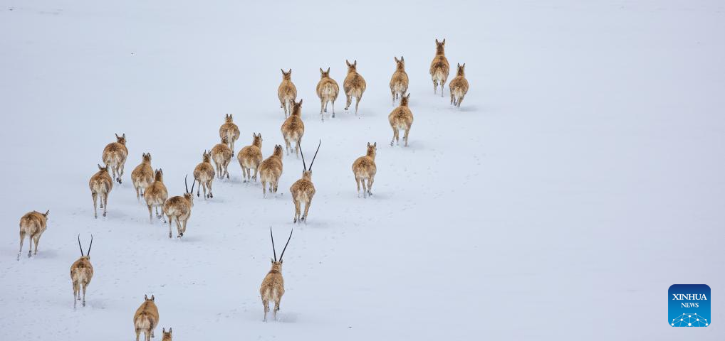 In pics: migration of pregnant Tibetan antelopes in Xizang