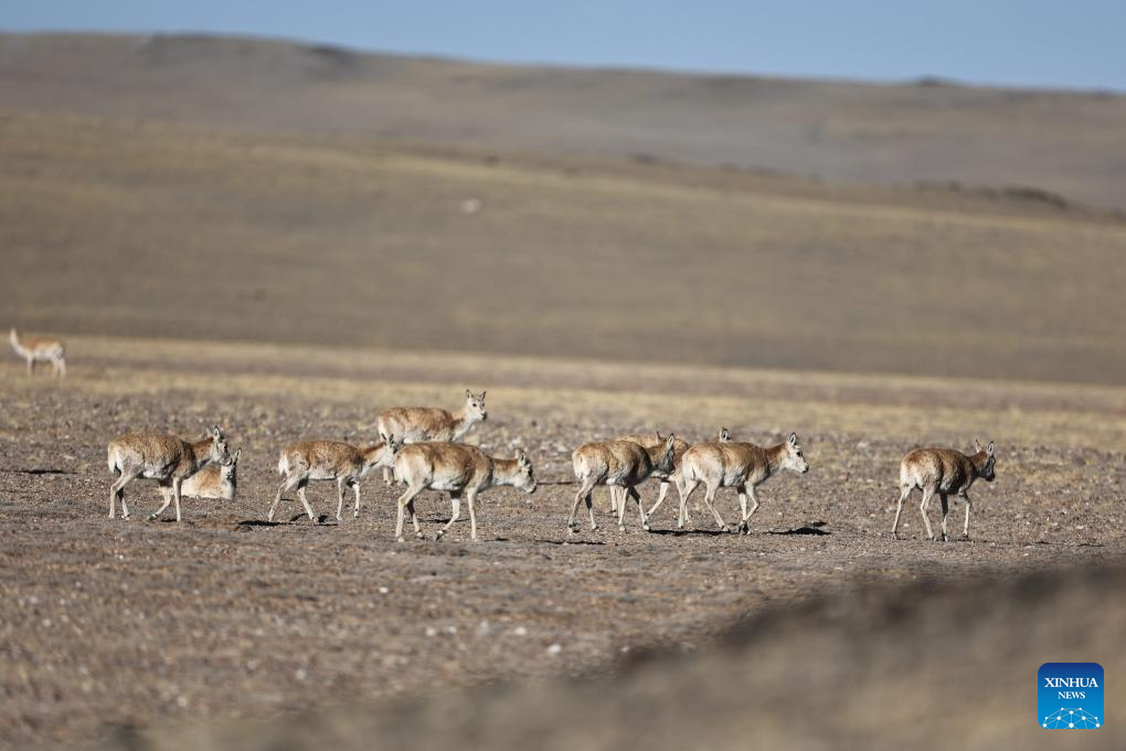 In pics: migration of pregnant Tibetan antelopes in Xizang