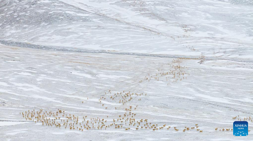 In pics: migration of pregnant Tibetan antelopes in Xizang