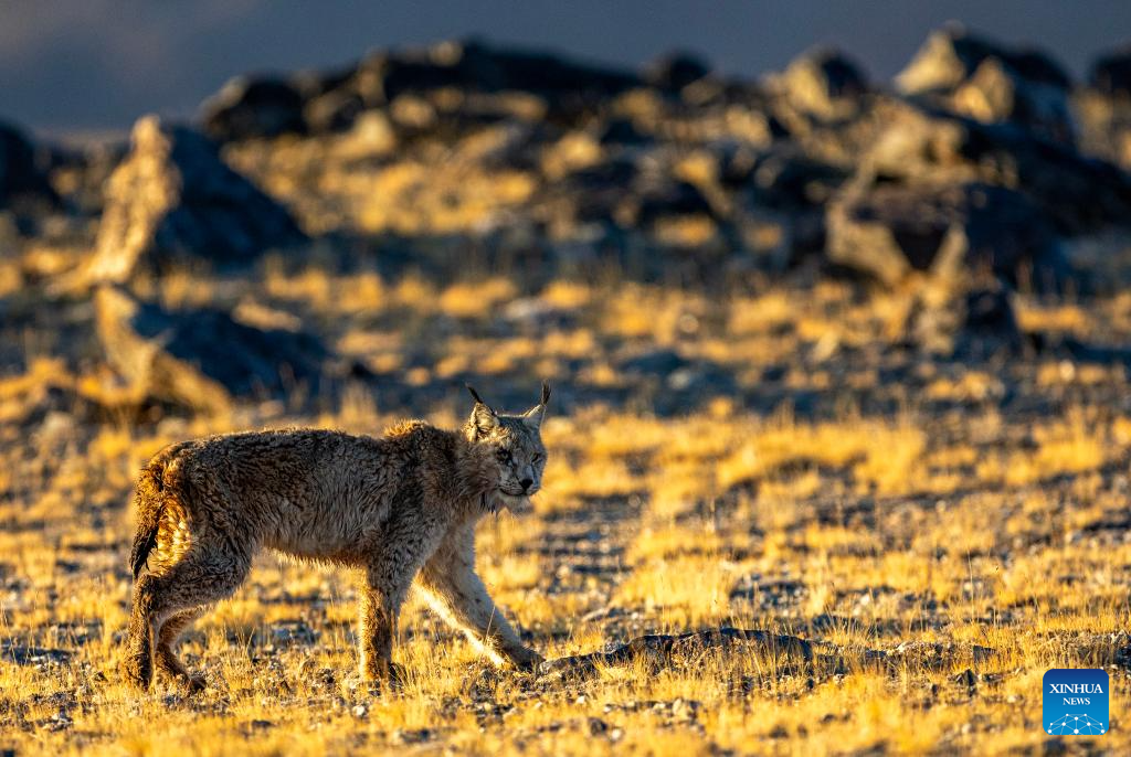 In pics: wild animals at Changtang National Nature Reserve in SW China's Xizang