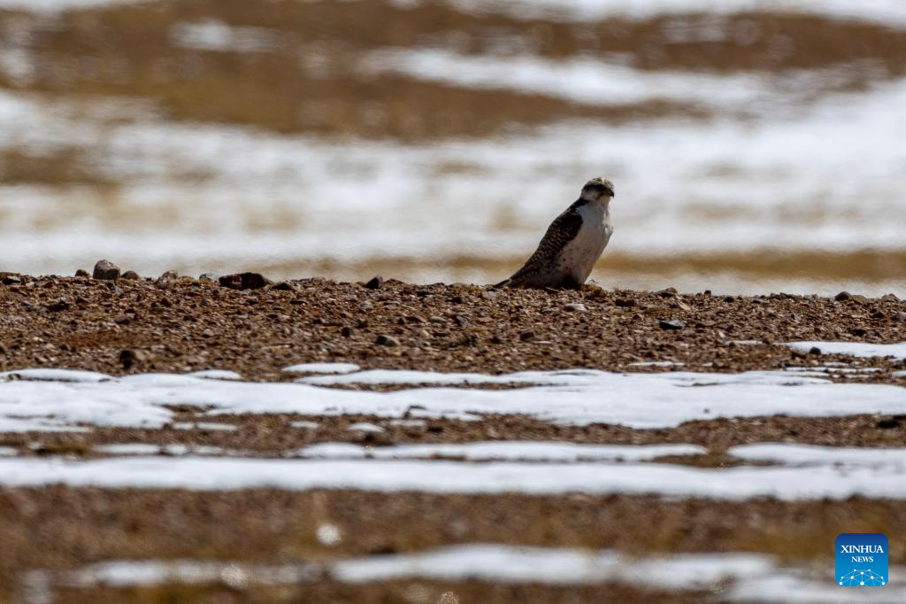 In pics: wild animals at Changtang National Nature Reserve in SW China's Xizang