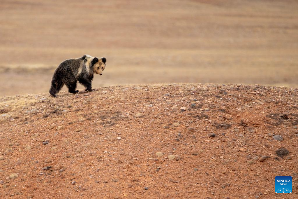 In pics: wild animals at Changtang National Nature Reserve in SW China's Xizang