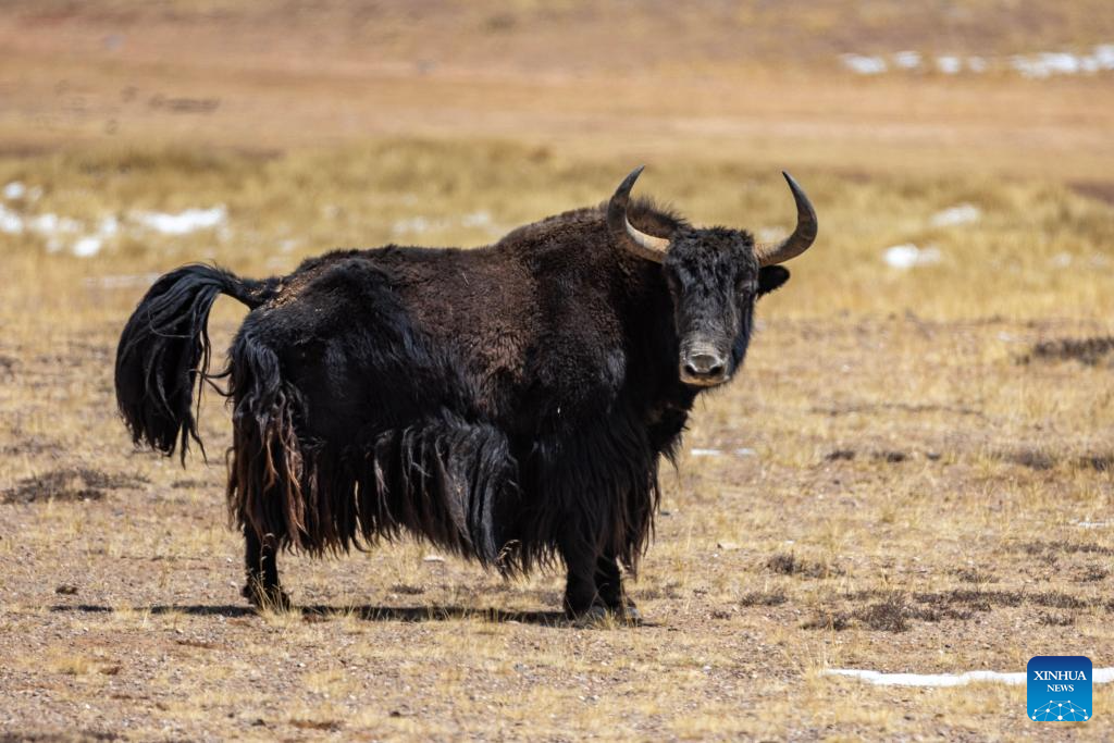 In pics: wild animals at Changtang National Nature Reserve in SW China's Xizang