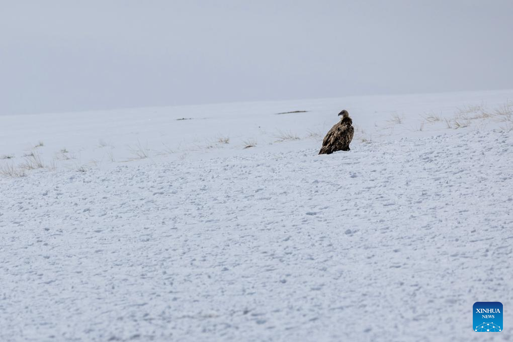 In pics: wild animals at Changtang National Nature Reserve in SW China's Xizang